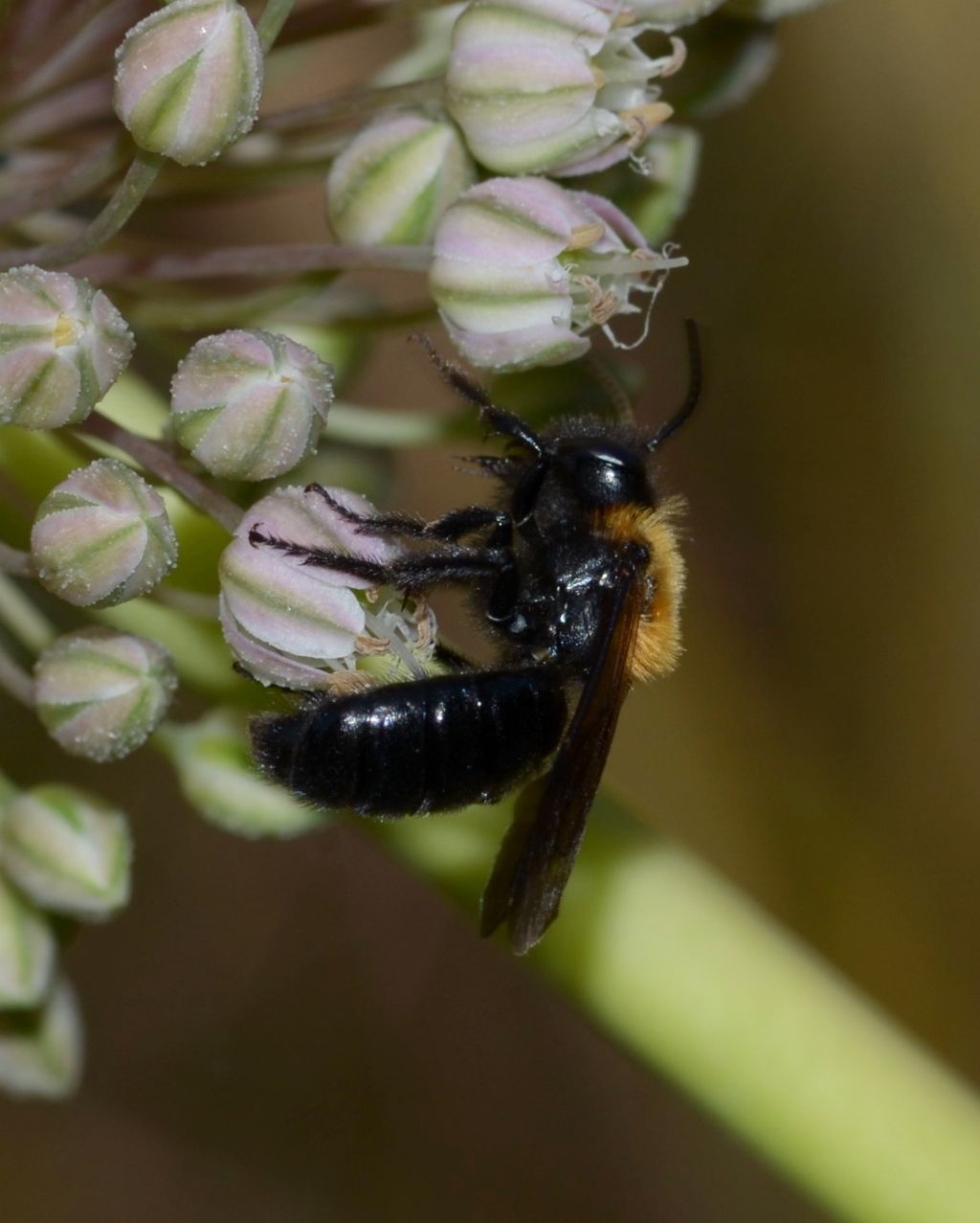 Apidae: cfr. Andrena thoracica